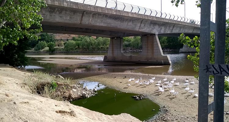 Alertan del escaso caudal del río Tajo a su paso por Toledo