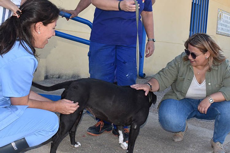 Sangriento compañera de clases Loco Llamamiento en Talavera para adoptar perros y gatos - Noticias de Talavera  y Toledo y su provincia