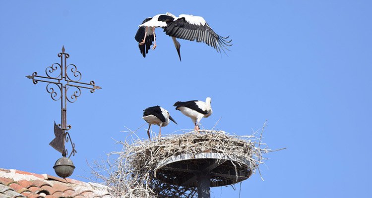 Éxito reproductor en los nidos artificiales de cigüeña de Mejorada