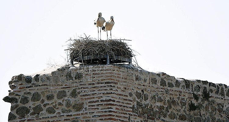 Nido en la torre del homenaje del castillo de Mejorada.