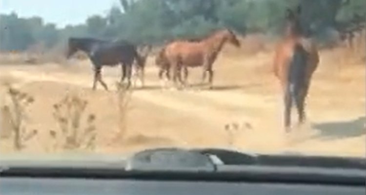 El Seprona rescata a ocho caballos y dos perros de un incendio en Palomeque
