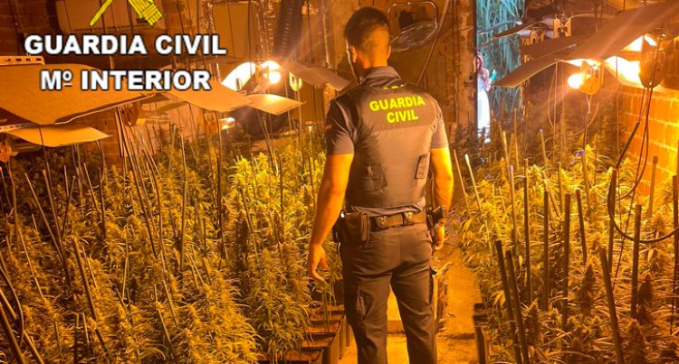 La Guardia Civil desarticula un laboratorio de marihuana con 796 plantas en Santa Olalla
