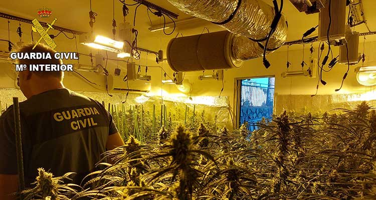 Siete detenidos y  1.700 plantas de marihuana incautadas en Escalona