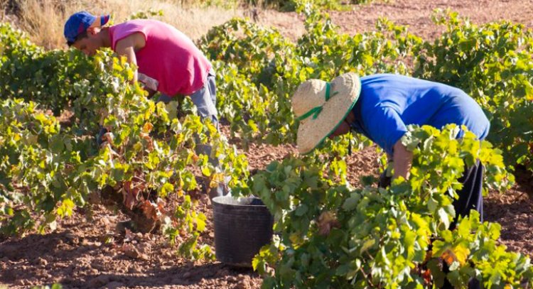 La vendimia no empleará este año a trabajadores eventuales en Castilla-La Mancha