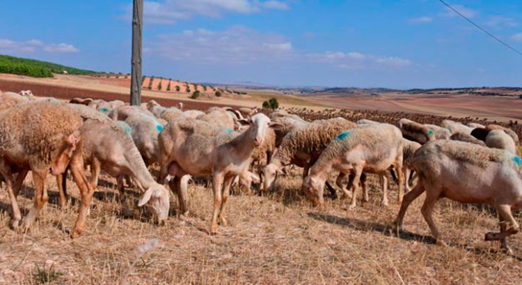 Asaja denuncia que los ganaderos están desolados por sacrificar sus animales por la falta de agua