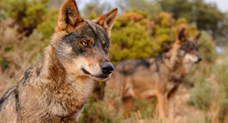 ASAJA alerta de la posible presencia de lobos en la Sierra de San Vicente