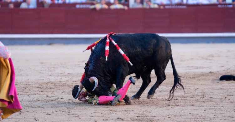 El toledano Álvaro Alarcón paga con sangre su paso por la Feria de Otoño en Madrid