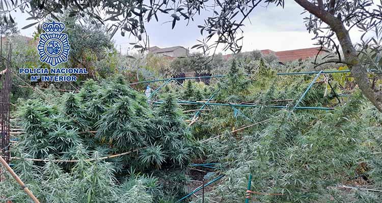 Desmantelan en Velada seis plantaciones de marihuana a cielo abierto