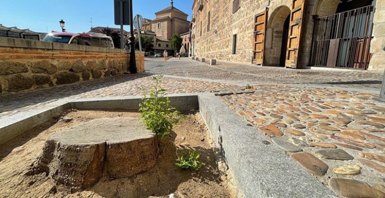 El Ayuntamiento de Toledo destina 106.000 euros para plantar árboles en el Casco Histórico