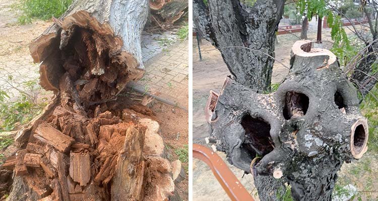 Dos ejemplos de los muchos árboles que se están talando por el deterioro que presentan y que pueden entrañar riesgo para la ciudadanía.