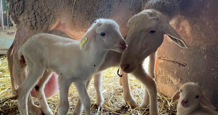 Investigadores de la UCLM obtienen los primeros corderos nacidos por fecundación in vitro