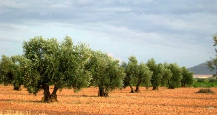 La Junta ha abonado más de 7,3 millones de euros en ayudas a 623 olivicultores toledanos