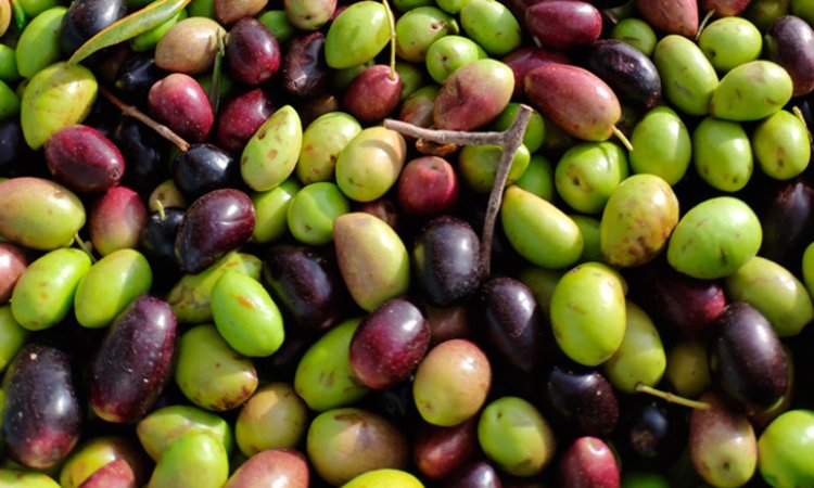Roban las aceitunas de cien olivos en Villafranca de los Caballeros