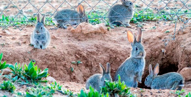 Declarada la comarca de emergencia cinegética por daños por los conejos en 292 municipios