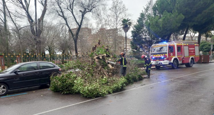 La caída de un árbol en los Jardines del Prado evidencia que la remodelación es necesaria