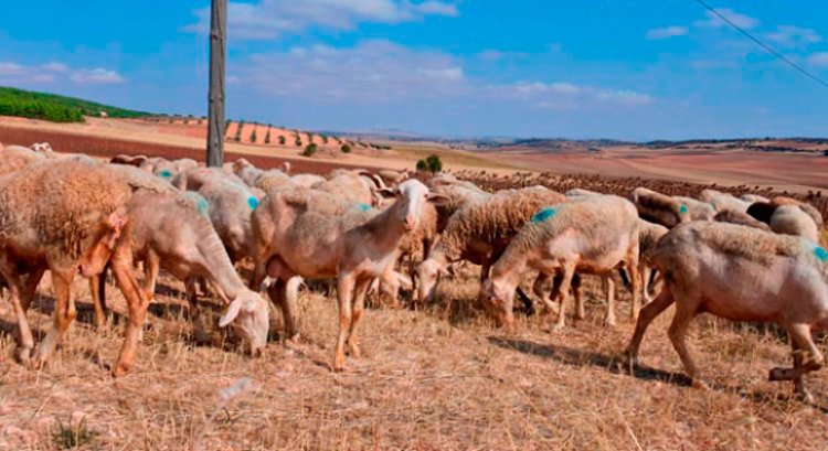 La viruela obliga a inmovilizar el ganado ovino y caprino en Castilla-La Mancha