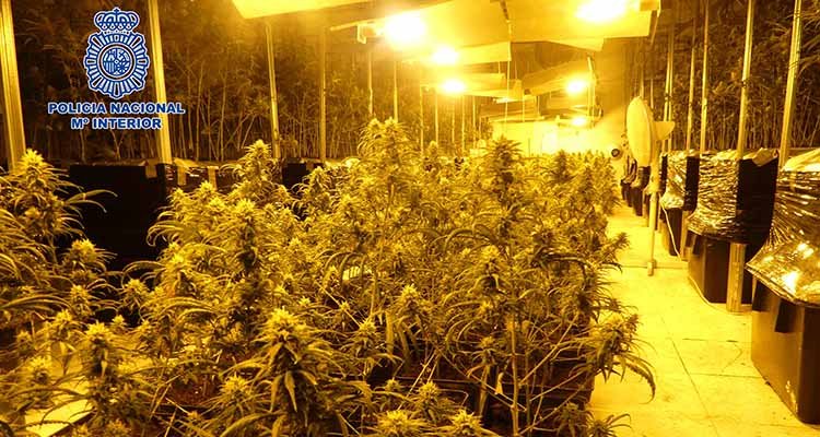 Desmantelan un novedoso cultivo de marihuana en Cazalegas