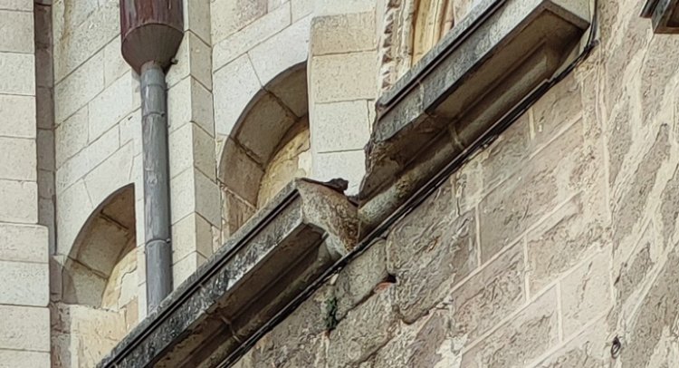 Se desprende parte de la cornisa de la catedral de Toledo y cae a la calle Cardenal Cisneros