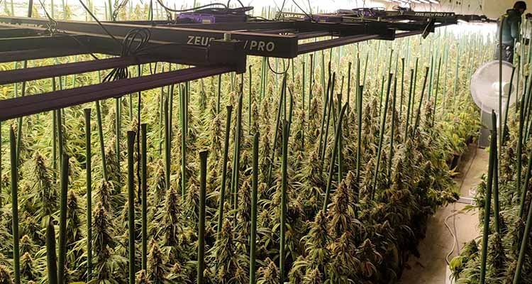 Desmantelan en Hormigos una plantación de marihuana indoor