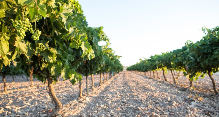 Castilla-La Mancha superó los dos millones de hectolitros de ventas de vino y mosto en mayo