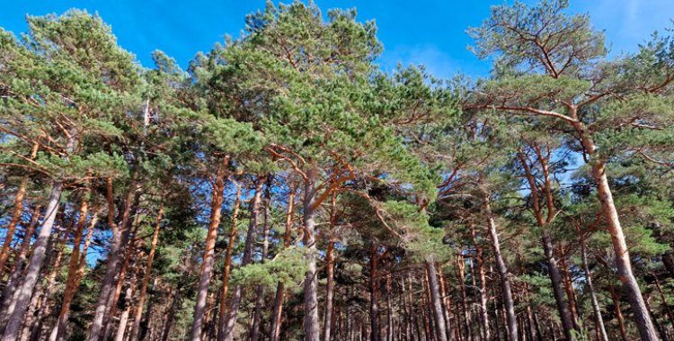 El Pinar de Almorox, escenario elegido para celebrar el Día de los Bosques en Toledo