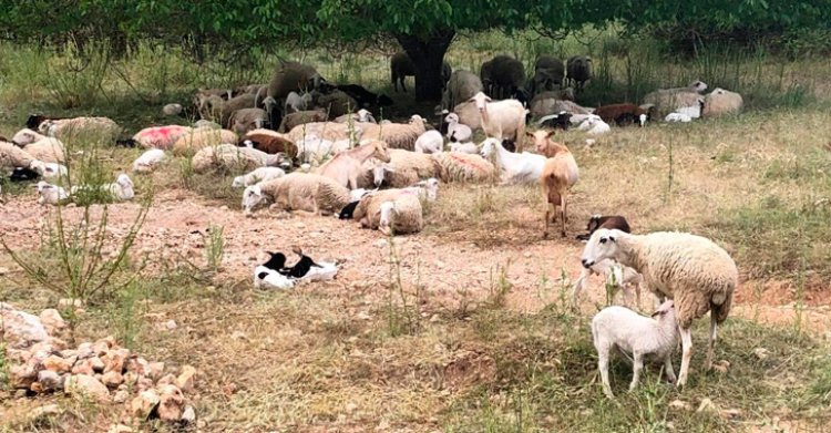 La Junta abona cerca de 19 millones de euros a unos 3.500 ganaderos de ovino y caprino