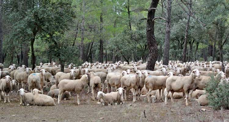 La Junta subvenciona la reposición de ovejas en las explotaciones afectadas por la viruela
