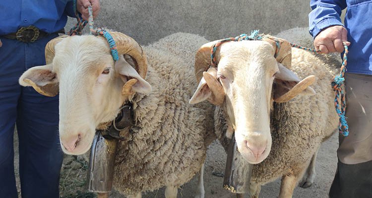 Pasan revista a Blanco y Pajarito, los carneros de las Mondas 2023