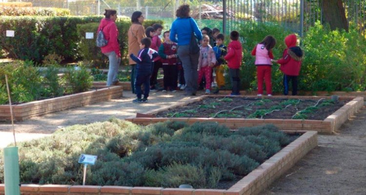 Ya son 125 los centros educativos de Toledo que cuentan con huertos escolares ecológicos