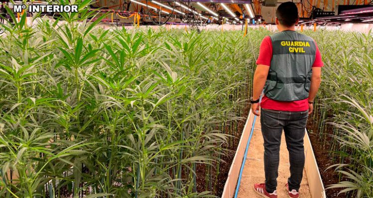 Desmantelan dos plantaciones con más de 6000 plantas de marihuana en una finca de Recas