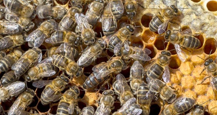 La Junta destina más de 850.00 euros para ayudar a los apicultores