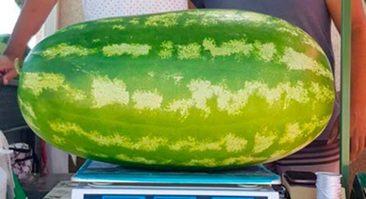 Asaja pide no manipular los precios del melón y la sandía ante la fuerte caída sufrida esta semana