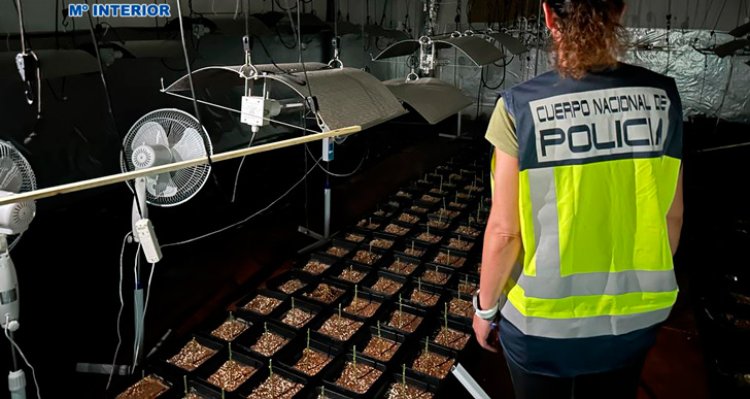 La Policía Nacional desmantela un punto negro de cultivo y venta de droga en Magán