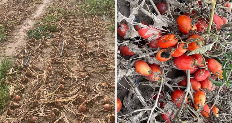 Asaja traslada los estragos de la DANA en los cultivos de la provincia de Toledo