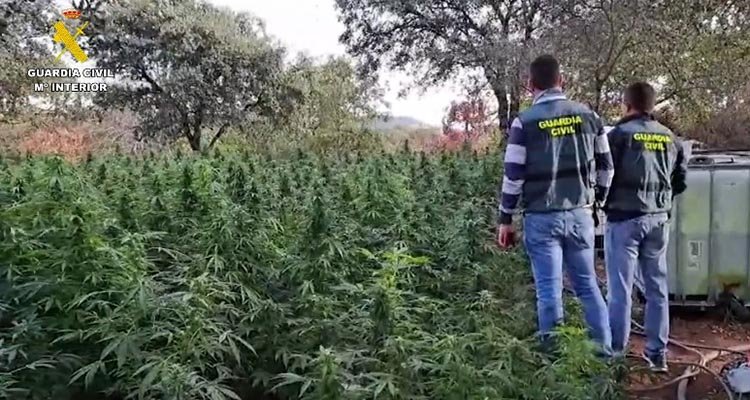 Detienen a tres talaveranos por cultivar marihuana en un pueblo de Badajoz