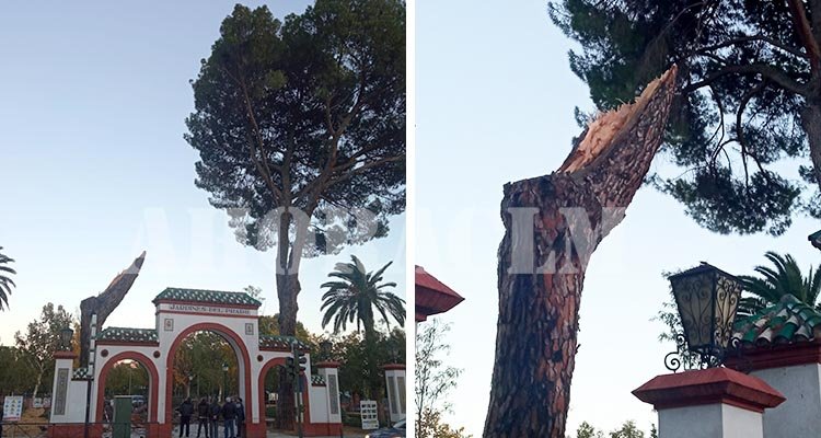Talavera se queda sin uno de sus emblemáticos pinos del Prado