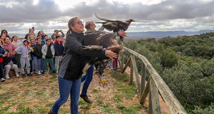 Suelta de dos águilas reales en Los Yébenes, aunque sólo una remonta el vuelo