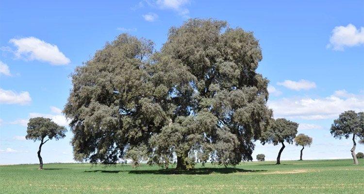 La encina ‘Miguelito’, en Villatobas, quiere ser árbol del año en 2024