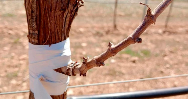 Flexibilizadas las normas para ayudar a los viticultores a hacer frente a la sequía