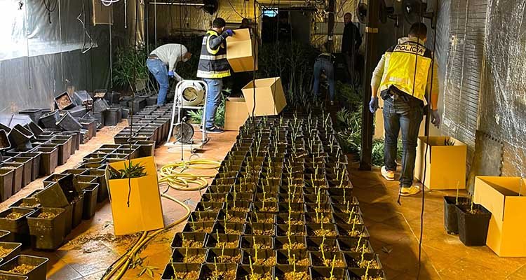 Desmantelan un cultivo de marihuana en Yuncler