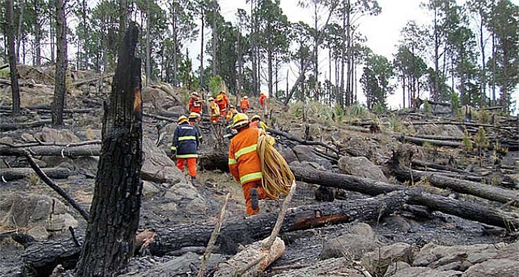 La Junta destina 50 millones para limpiar y preservar las masas forestales