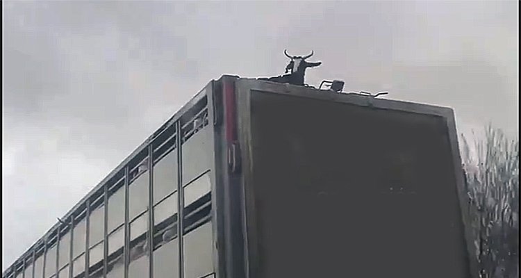 Le denuncian por circular por la A-4 con una cabra sobre el techo del camión