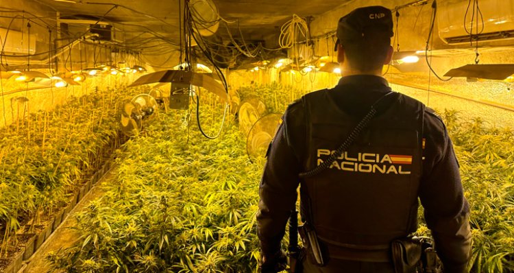 Desmantelan un centro de cultivo de marihuana en una parcela industrial de Sonseca