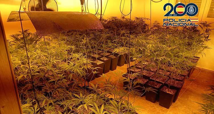 Cinco detenidos en Talavera y Velada por cultivar y vender marihuana