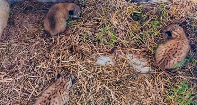 Los tres últimos cachorros de lince de la región han nacido en un pajar de Menasalbas