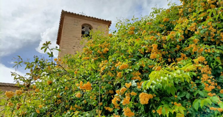 El Mercado de Flores de Toledo celebra su edición primaveral en el jardín de San Lucas