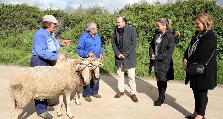Como es tradición, representantes del Gobierno municipal de Talavera se desplazan a Gamonal a ver a los carneros.