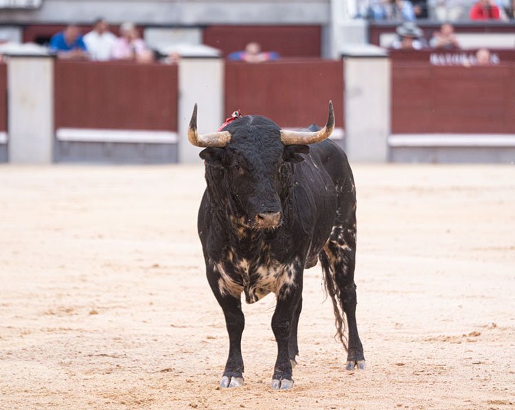 'Bastonito', el mejor toro de la Feria de San Isidro hasta el momento / Alejandro Lara.