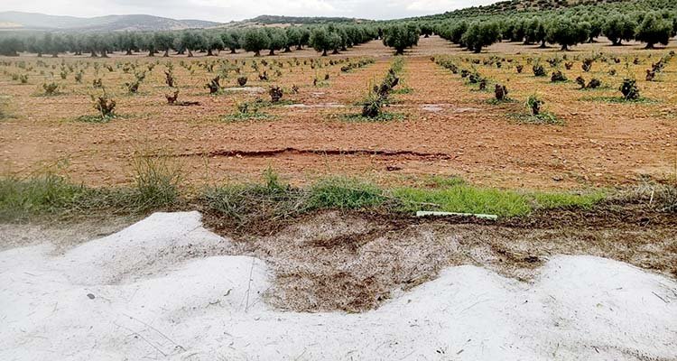 Una granizada arrasa 200 hectáreas de cultivo en Manzaneque