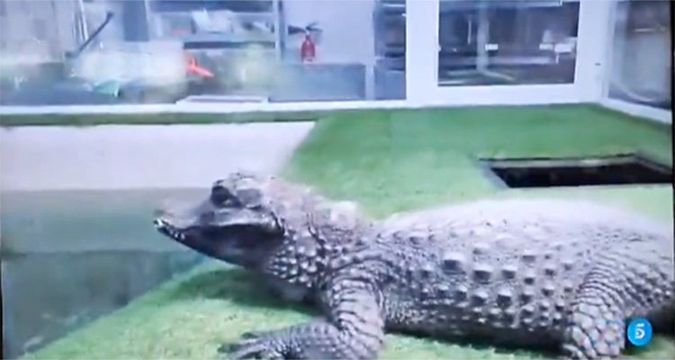 El Seprona aborta el decomiso de un cocodrilo en una tienda de Torrijos